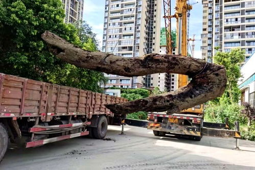 綿陽人注意 金和天府項(xiàng)目二期6號(hào)7號(hào)主體工程封頂 這三點(diǎn)必須說一說