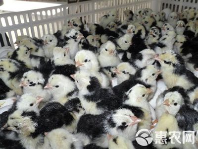 貴妃雞苗統貨銷售說明