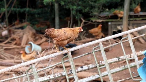 萬羽家禽急待出欄 薛氏農場養殖戶苦尋銷路 暖心接力等您參與