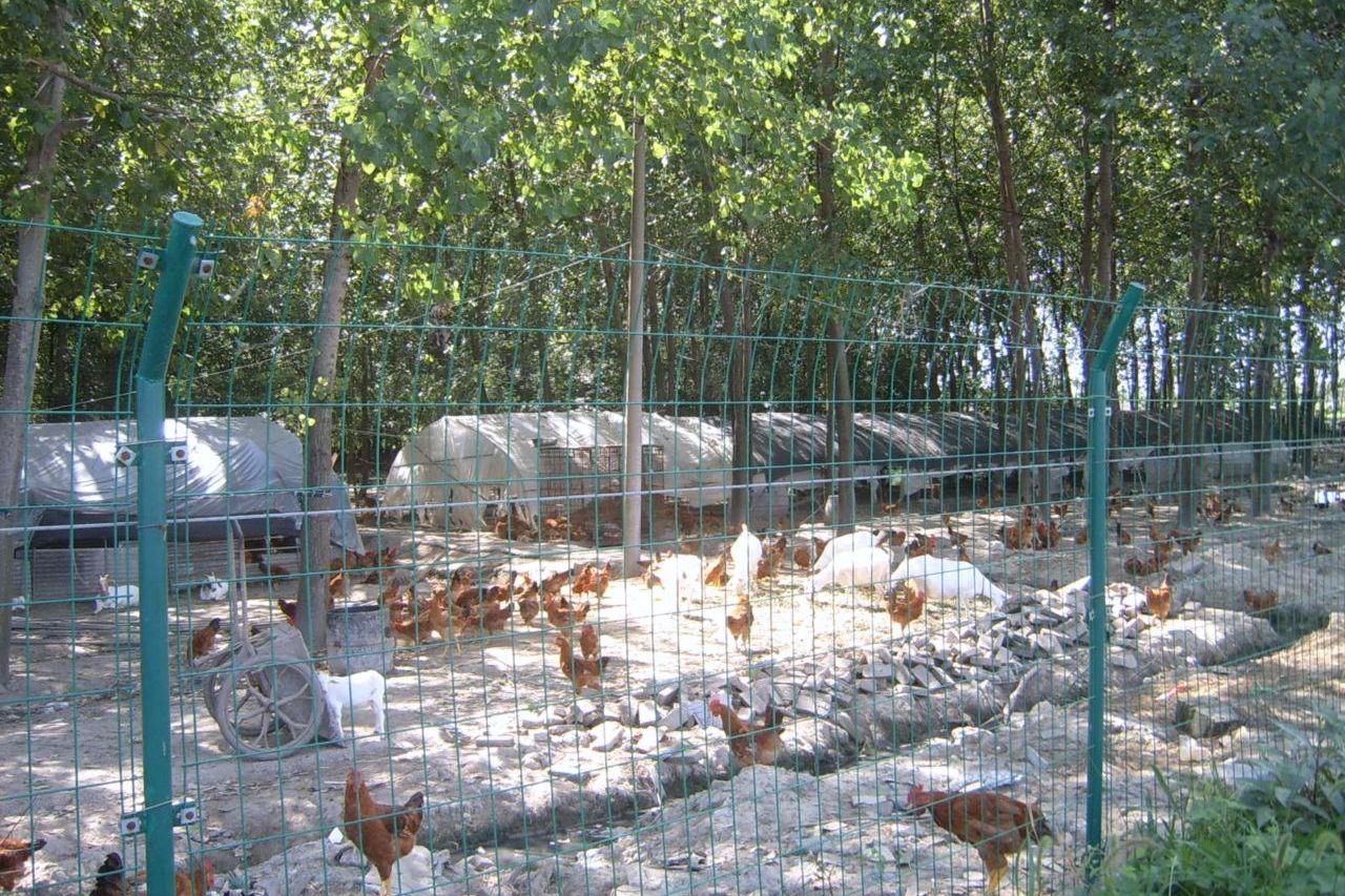 專家建議農村禁養家禽家畜？養殖戶連連搖頭 背后的兩難困境