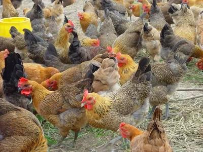 「金豬送福」禮遇常州！家禽特產，帶上這份寄寓回家的驚喜
