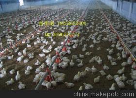 家禽養殖料盤的選擇與價值 以中興畜牧機械為例