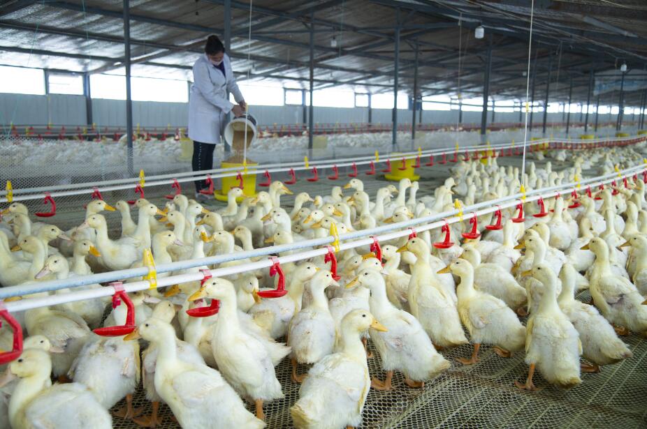 肉鴨養殖助力新疆洛浦脫貧攻堅